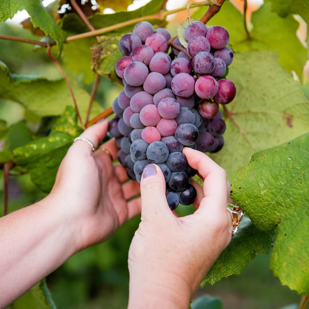 A close-up image shows a bunch of ripe grapes varying in color from deep purple to bluish and pink tones, cradled gently in the hands of a person against a backdrop of green grape leaves. The hands are carefully supporting the grapes, which appear to be ready for harvest. The person's fingernails are neatly manicured with a light color, and they wear a simple ring on their right hand. The photograph captures the essence of vineyard life and the intimate process of grape cultivation, likely in a region such as Niagara-on-the-Lake, known for its winemaking. The image is ideal for representing the region's viticulture and the hands-on approach to wine production.